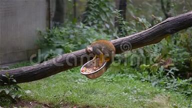 小猴子拉丁名Saimirisciureus正在木树干上吃饭.. 生活在南美洲地区的可爱猴子